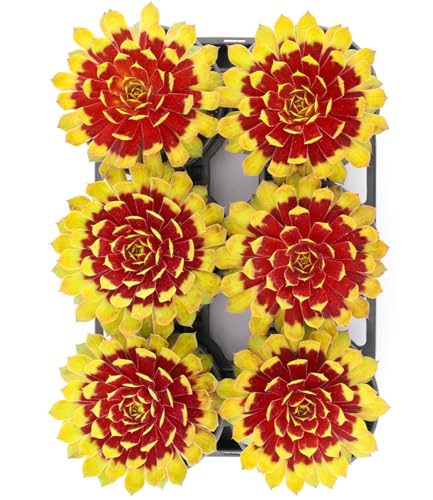 baldur-garten-sempervivum-giants-gold-mine-sukkulente-im-9x9-cm-topf image 8