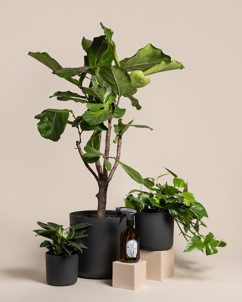 feey-urban-jungle-set-3-pflanzen-spr-her-gro image 6