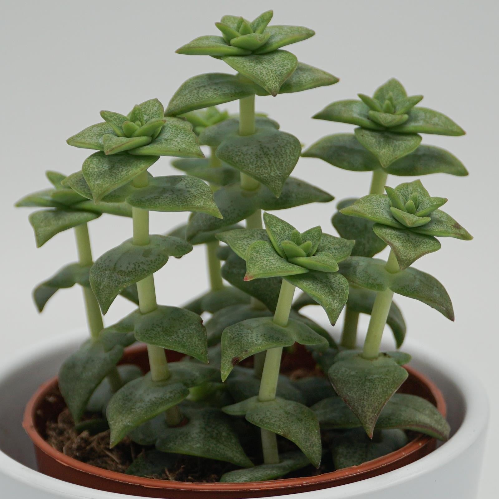pasiora-crassula-perforata-sukkulente-8-5cm-topf image 4