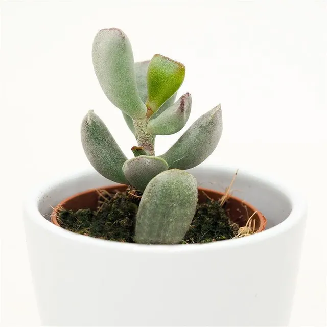 pasiora-adromischus-truncatus-sukkulente-5-5-cm-mini-topf image 1