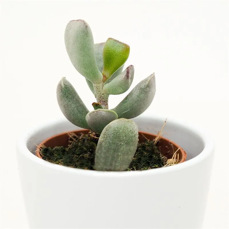 pasiora-adromischus-truncatus-sukkulente-5-5-cm-mini-topf image 1