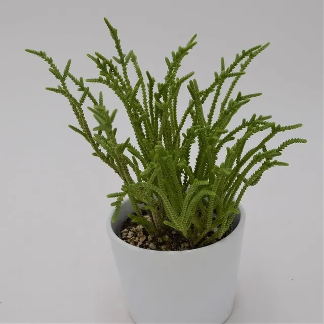 pasiora-crassula-lycopodioides-dickblatt-10-5-cm-topf image 1