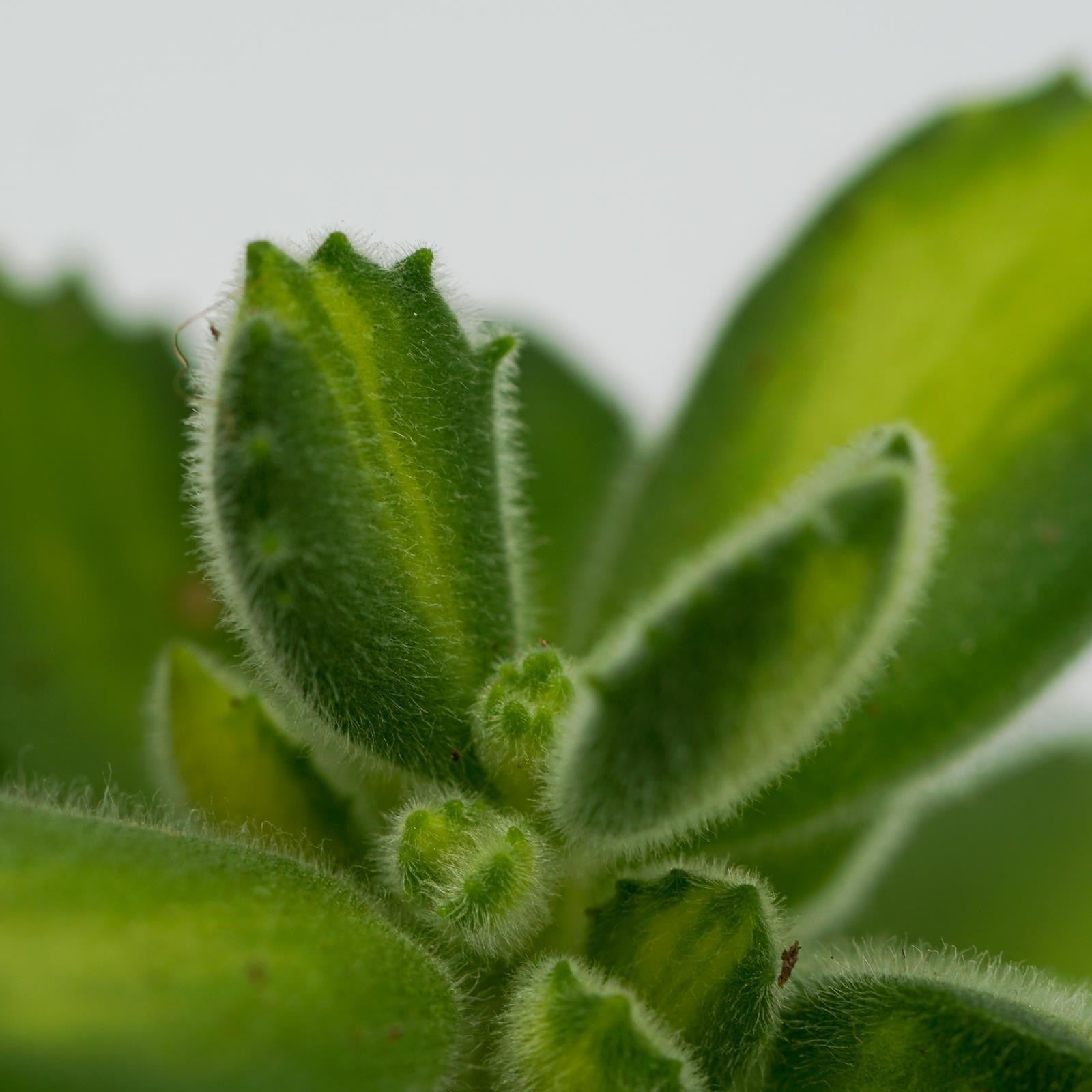 pasiora-cotyledon-tomentosa-lemon-stripe-sukkulente-8-5cm image 4