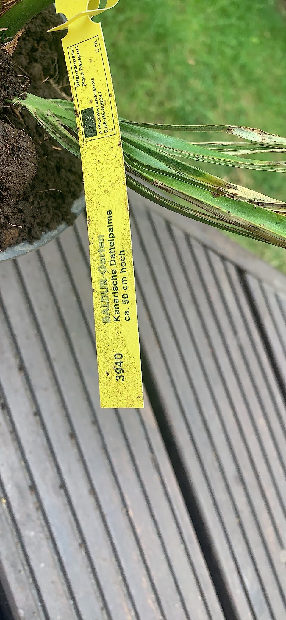 Leider mit Spinnmilben angekommen