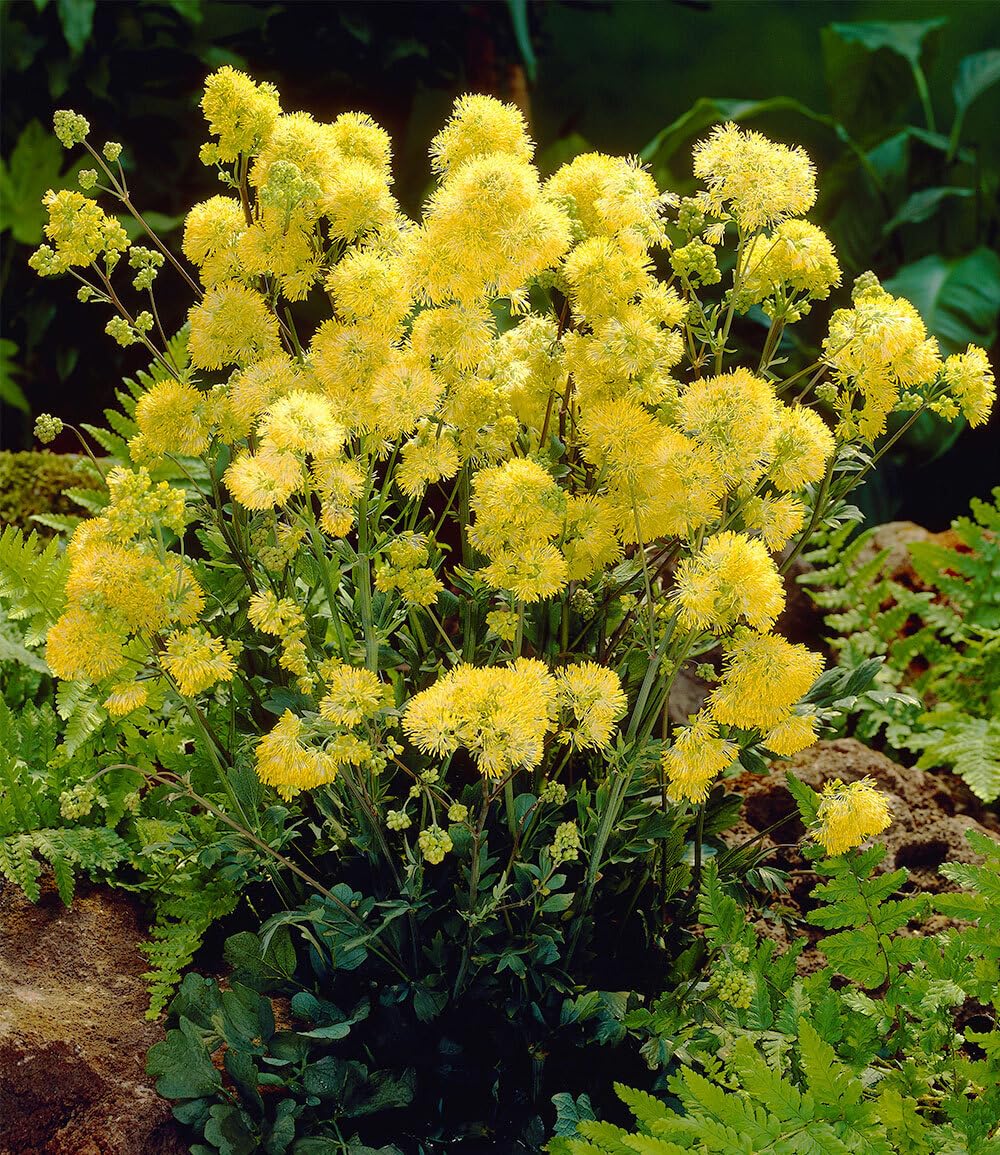 baldur-garten-duft-vanilleblume-honey-blue-3x-im-10-5-cm-topf image 2
