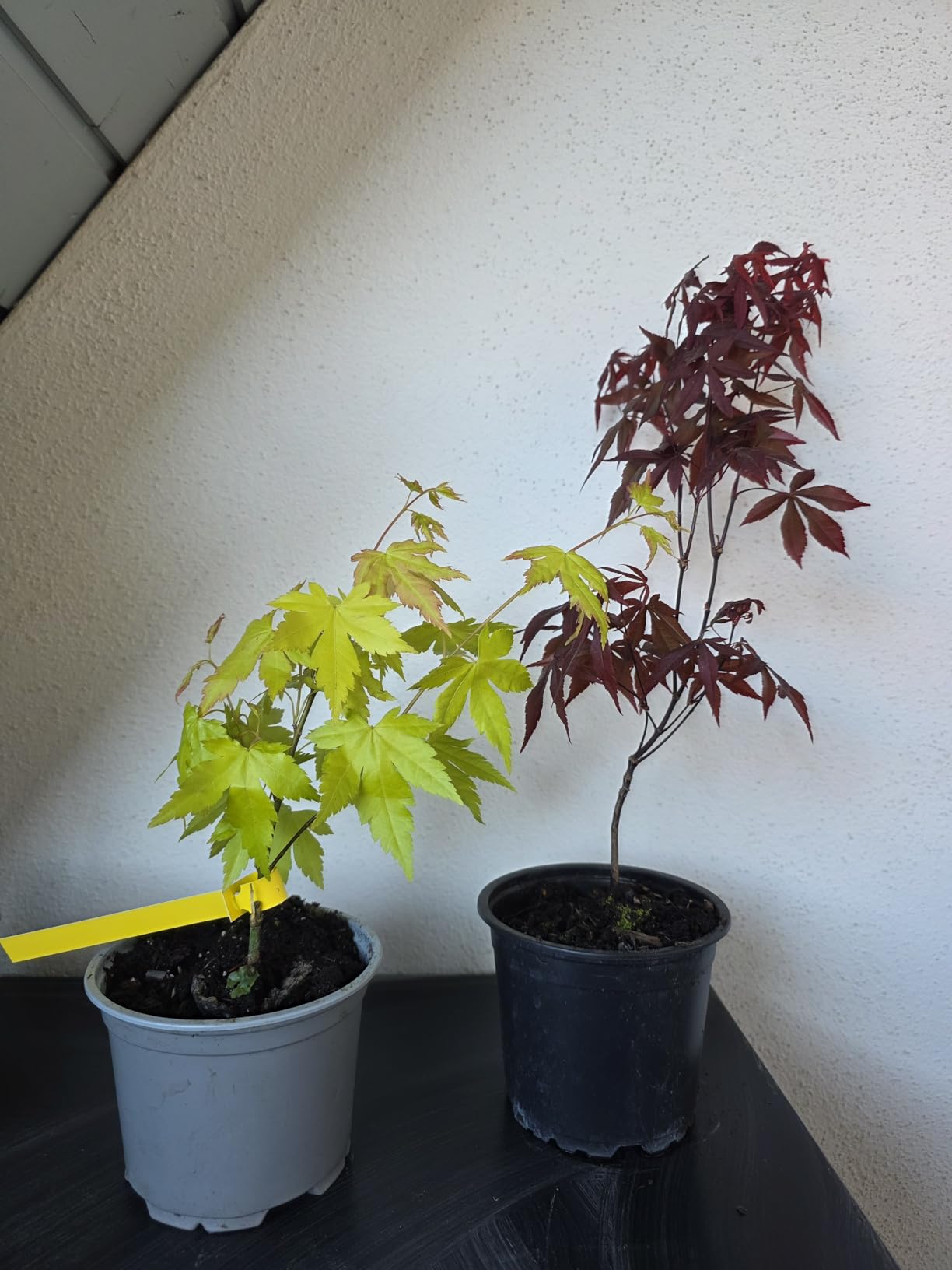 Wunderschöne Farben