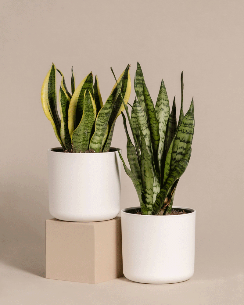 feey-unzerst-rbares-duo-2x-schwiegermutterzunge-sansevieria-trifasciata image 8