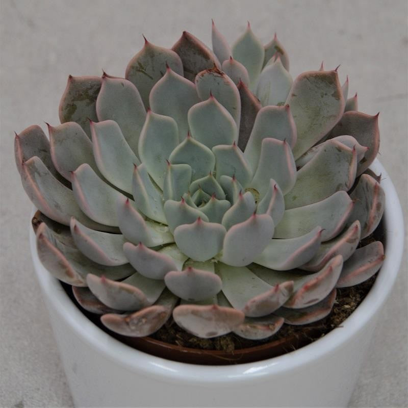 pasiora-echeveria-cuspidata-zaragoza-pink-sukkulente-8-5-cm image 1
