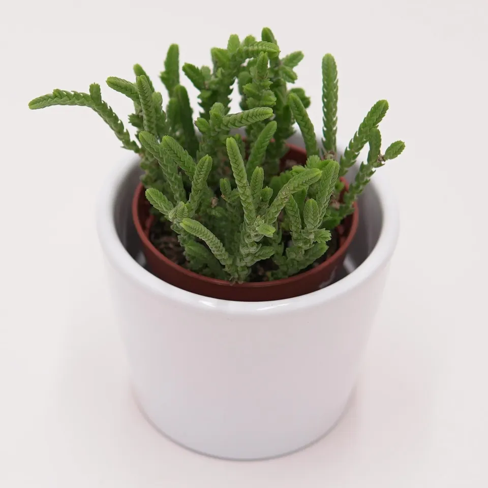 pasiora-crassula-lycopodioides-sukkulente-im-5-5cm-topf image 1
