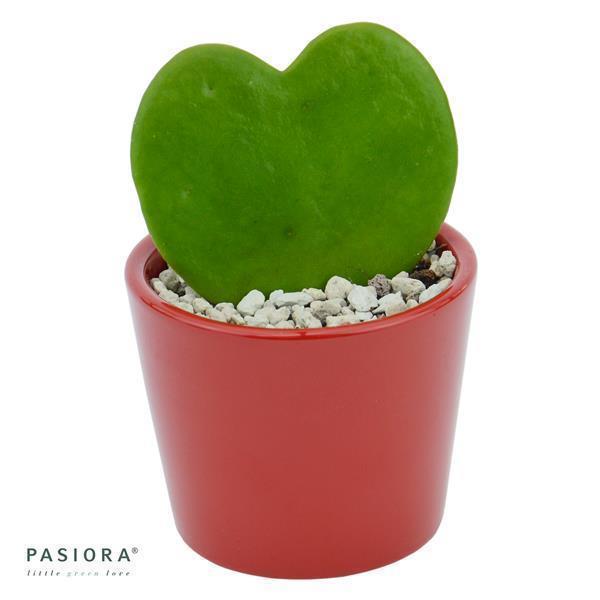 pasiora-bertopf-kirschrot-f-r-6cm-sukkulenten image 1