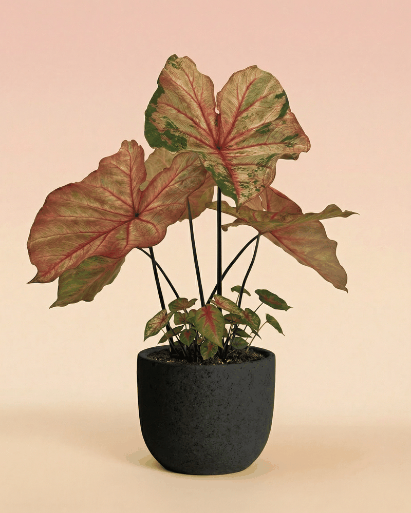feey-caladium-autumn-beauty-gro-e-saisonale-zimmerpflanze image 5