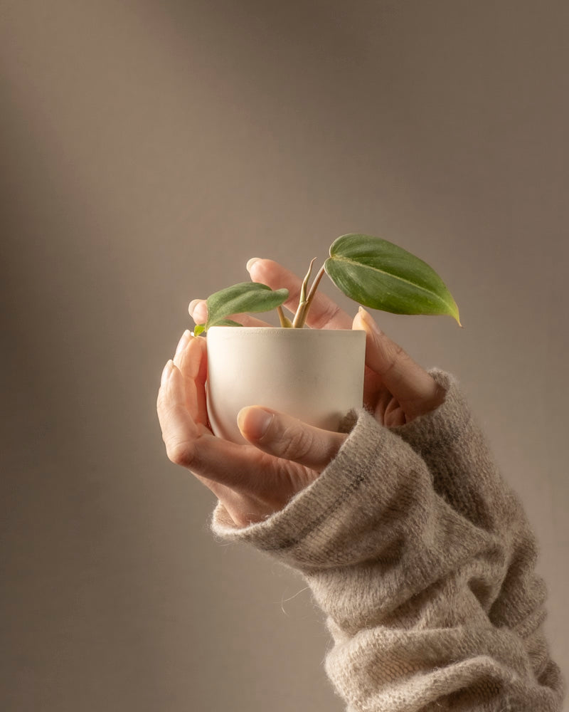 feey-philodendron-gloriosum-babypflanze-rarit-t image 1