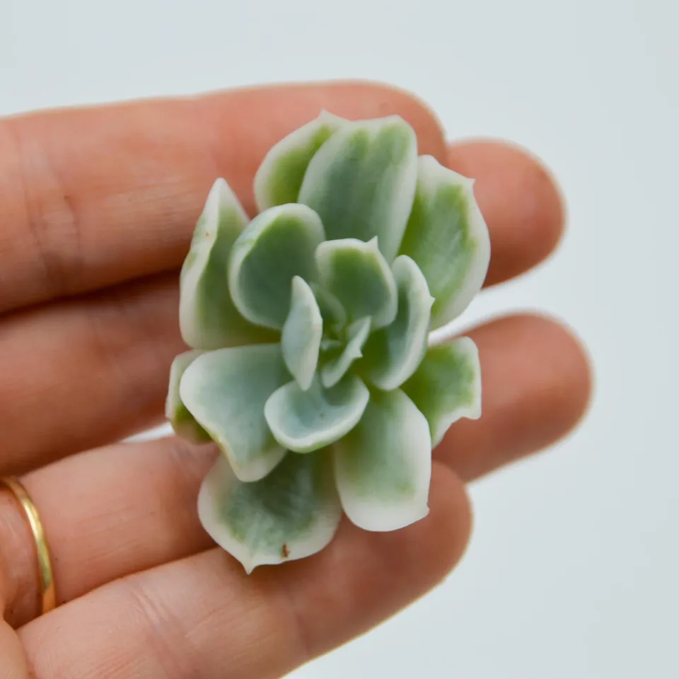 pasiora-echeveria-lemon-rose-steckling-indoor-sukkulente image 1