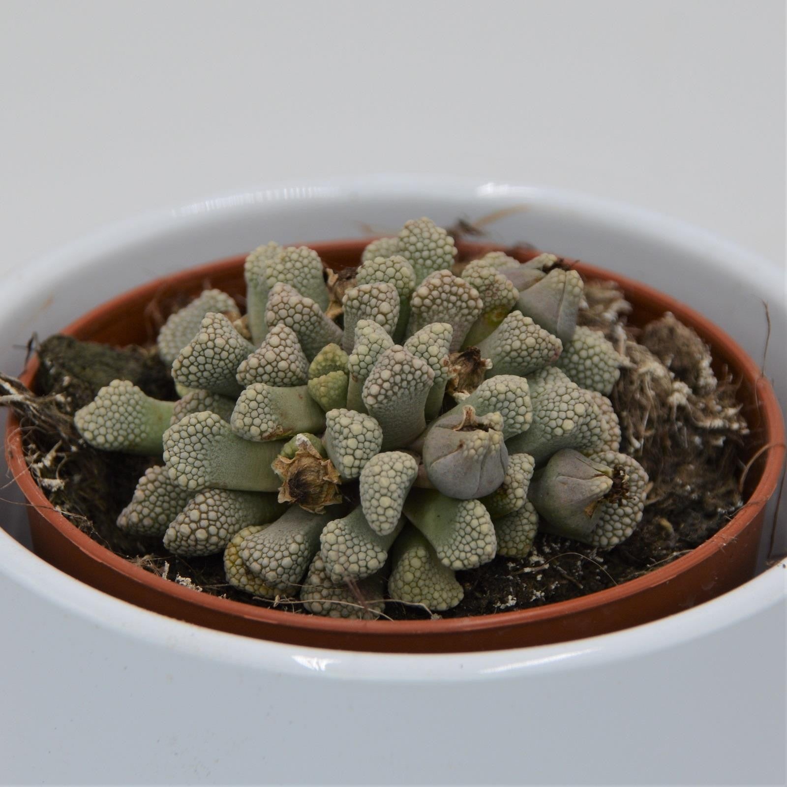 pasiora-titanopsis-schwantesii-8-5cm-echtes-kalkblatt image 1