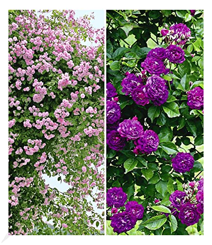 baldur-garten-rambler-rosen-kollektion-blau-und-rosa-2er-set image 5