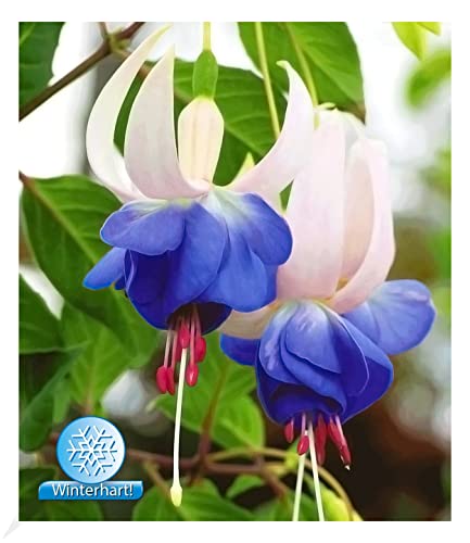 baldur-garten-3x-winterharte-fuchsie-blue-sarah-im-9x9-cm-topf image 6