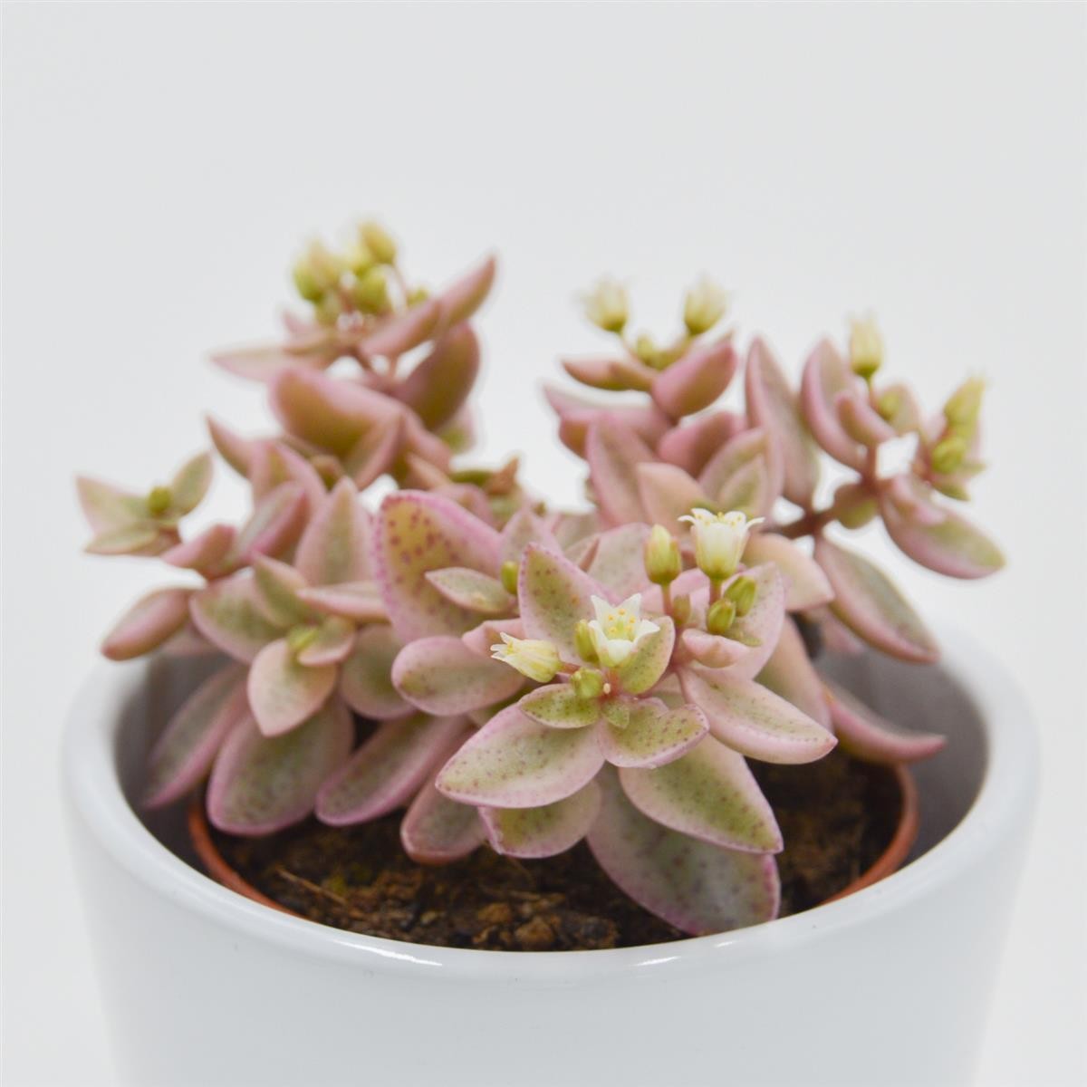 pasiora-crassula-albomarginalis-mini-kitty-sukkulente-5-5cm image 2
