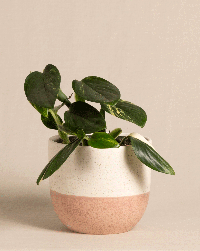 feey-monstera-standleyana-fensterblatt-topf-16 image 5