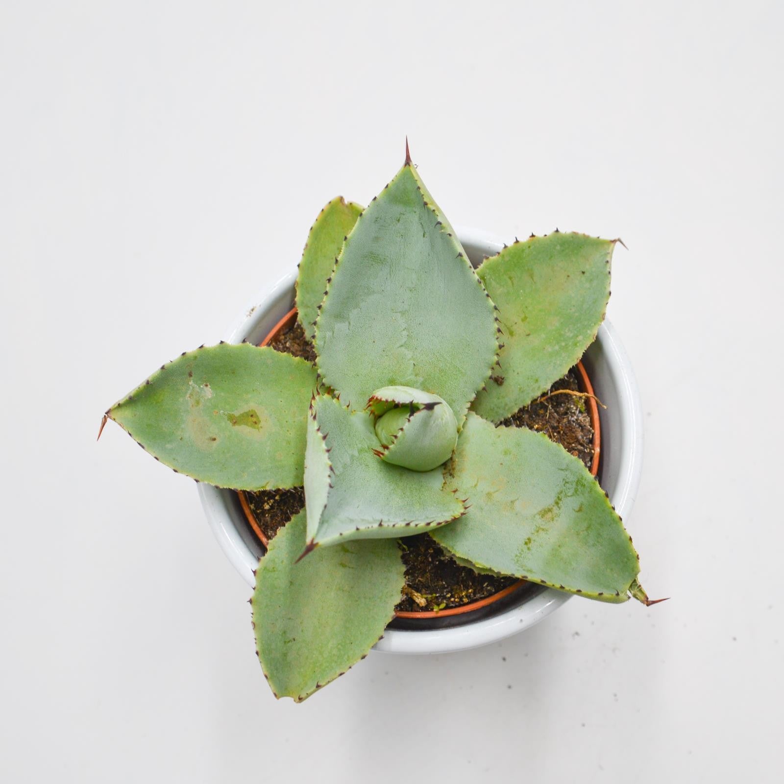 pasiora-agave-dragionis-sukkulente-10-5cm image 1