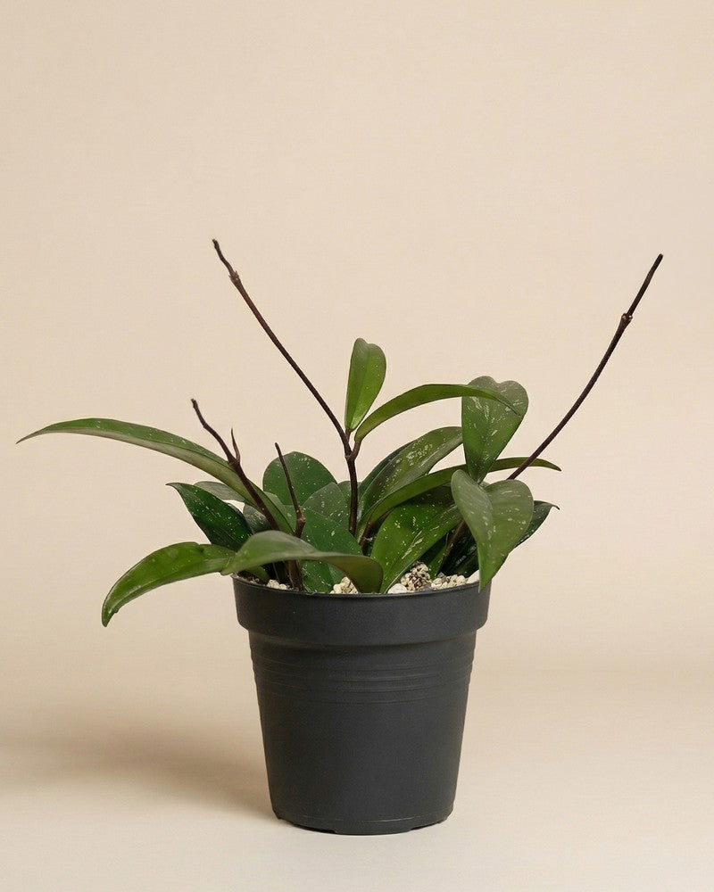 feey-hoya-pubicalyx-wachsblume-h-ngepflanze-schweizer-gew-chs image 3