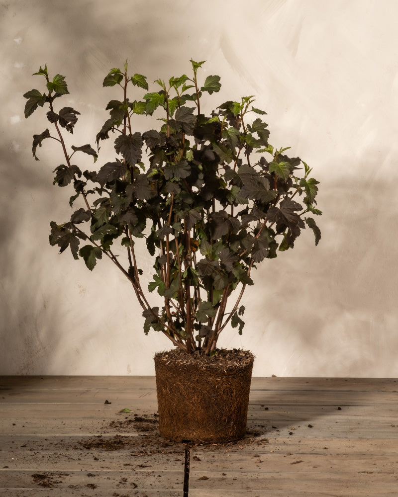 feey-physocarpus-opulifolius-blasenspiere-au-enpflanze image 3