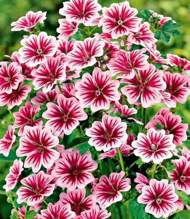baldur-garten-3x-stauden-malve-zebrina-9x9-cm-topf image 1
