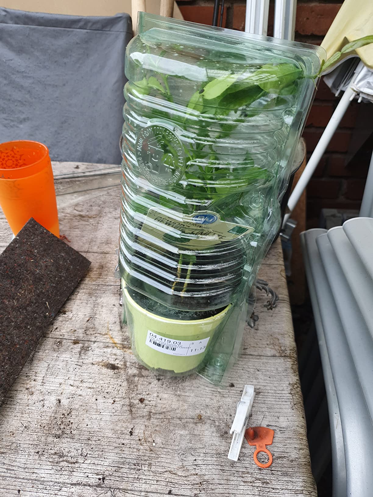 Gesunde Pflanze, toller Duft