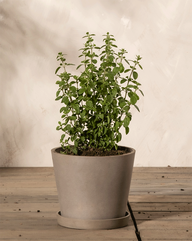 feey-oregano-origanum-vulgare-kr-uterpflanze image 4