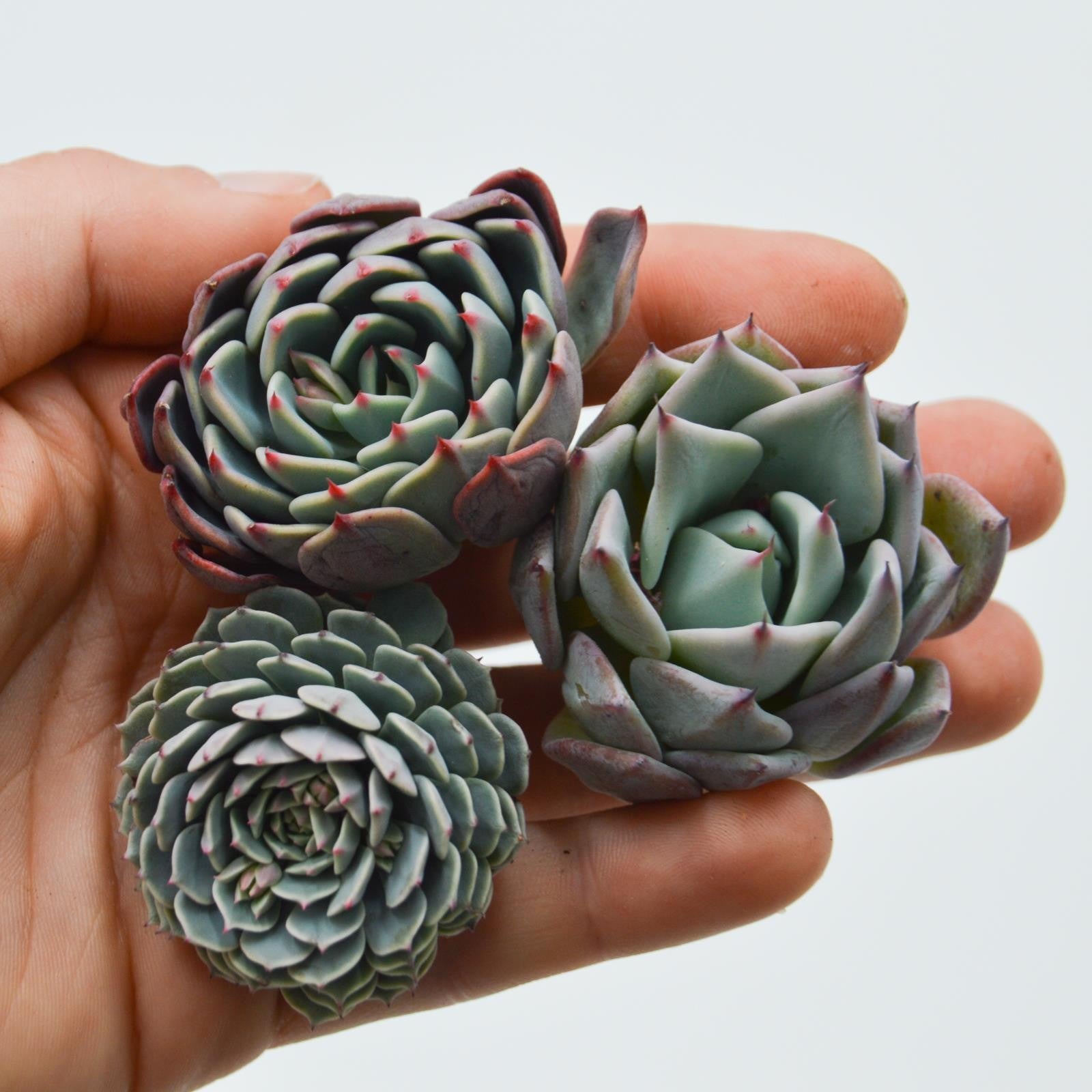 pasiora-echeveria-set-blue-minima-colorata-pinwheel-sukkulenten-stecklinge-3er-s image 1