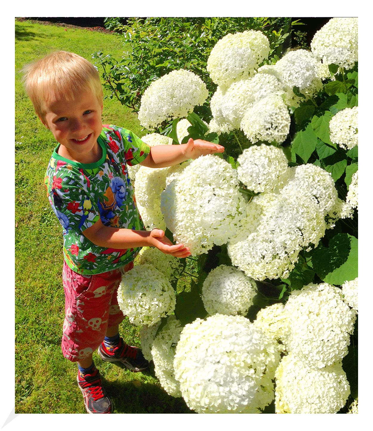 baldur-garten-schneeball-hortensie-annabelle-im-9x9-cm-topf image 3