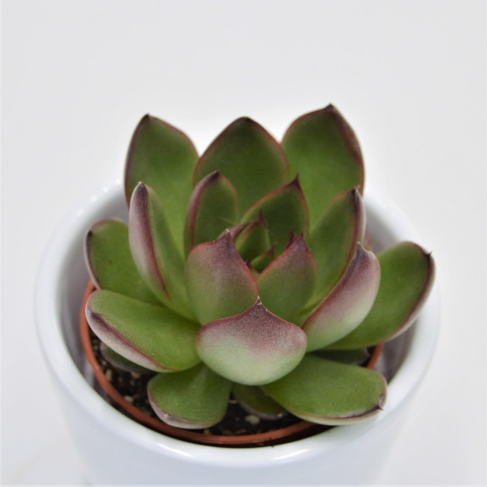 pasiora-echeveria-red-tip-echeverie-5-5cm image 1
