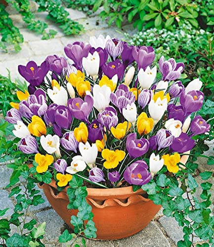 baldur-garten-60er-gro-blumiger-krokus-mix-zwiebeln-7-8-cm image 6