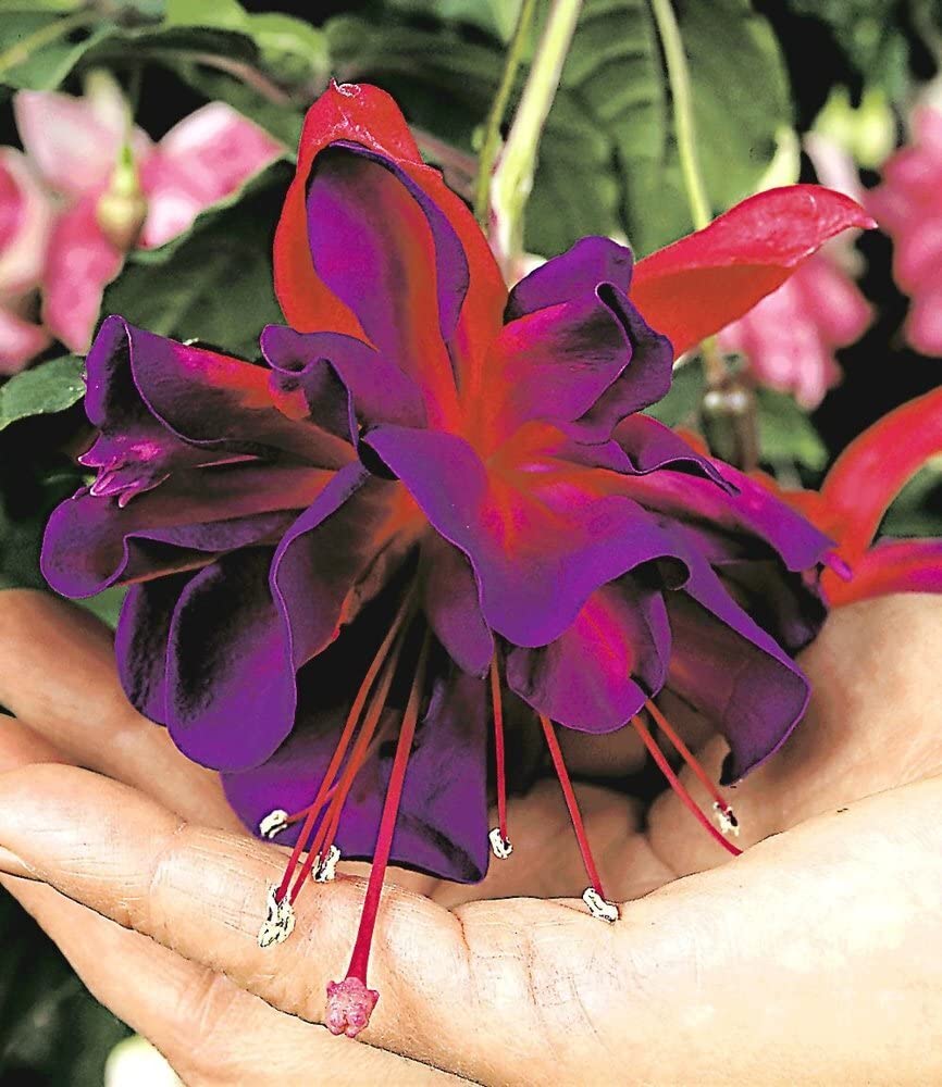 baldur-garten-riesen-fuchsie-voodoo-2-pflanzen-9x9-cm-topf image 2