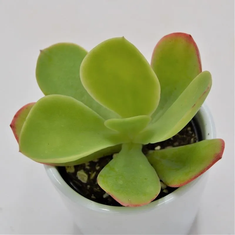 pasiora-echeveria-pallida-sukkulente-6cm-topf image 1