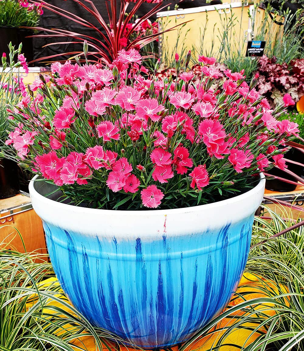 baldur-garten-bodendecker-nelke-vivid-3x-im-9x9-cm-topf image 4