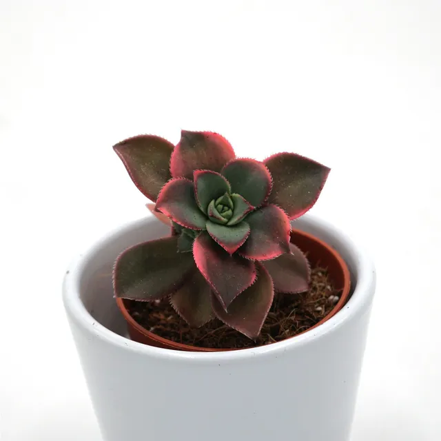 pasiora-aeonium-haworthii-dream-color-sukkulente-5-5cm image 1