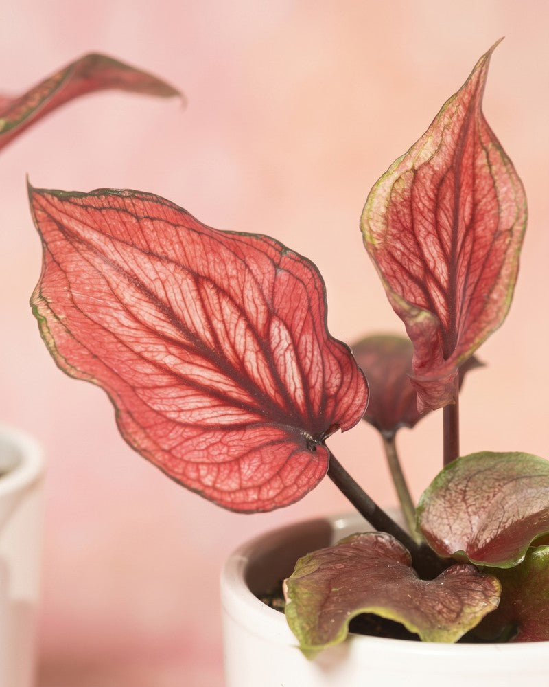 feey-baby-caladium-lucia-3er-set-mini-pflanzen-pink image 4