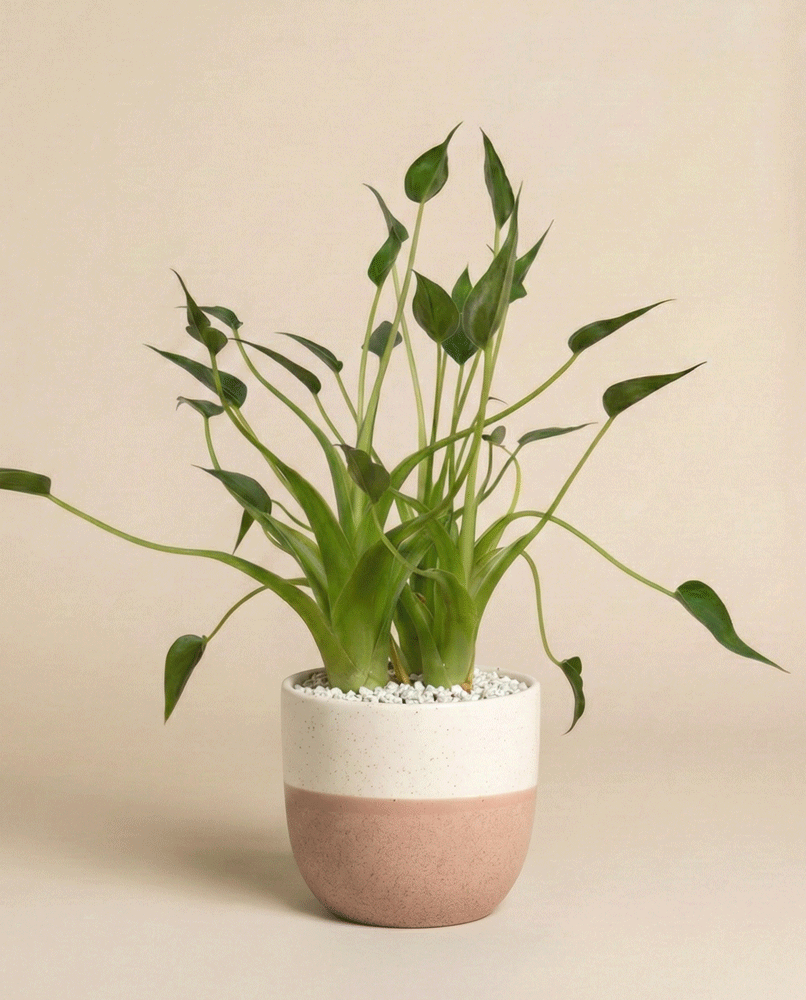 feey-alocasia-tiny-dancer-pfeilblatt-hydro-klein image 4