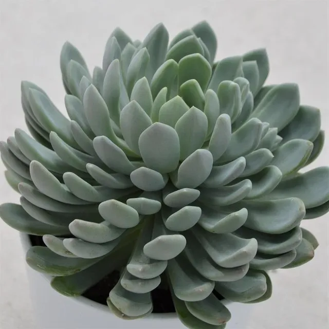 pasiora-x-pachyveria-scheideckeri-sukkulente-12cm image 1