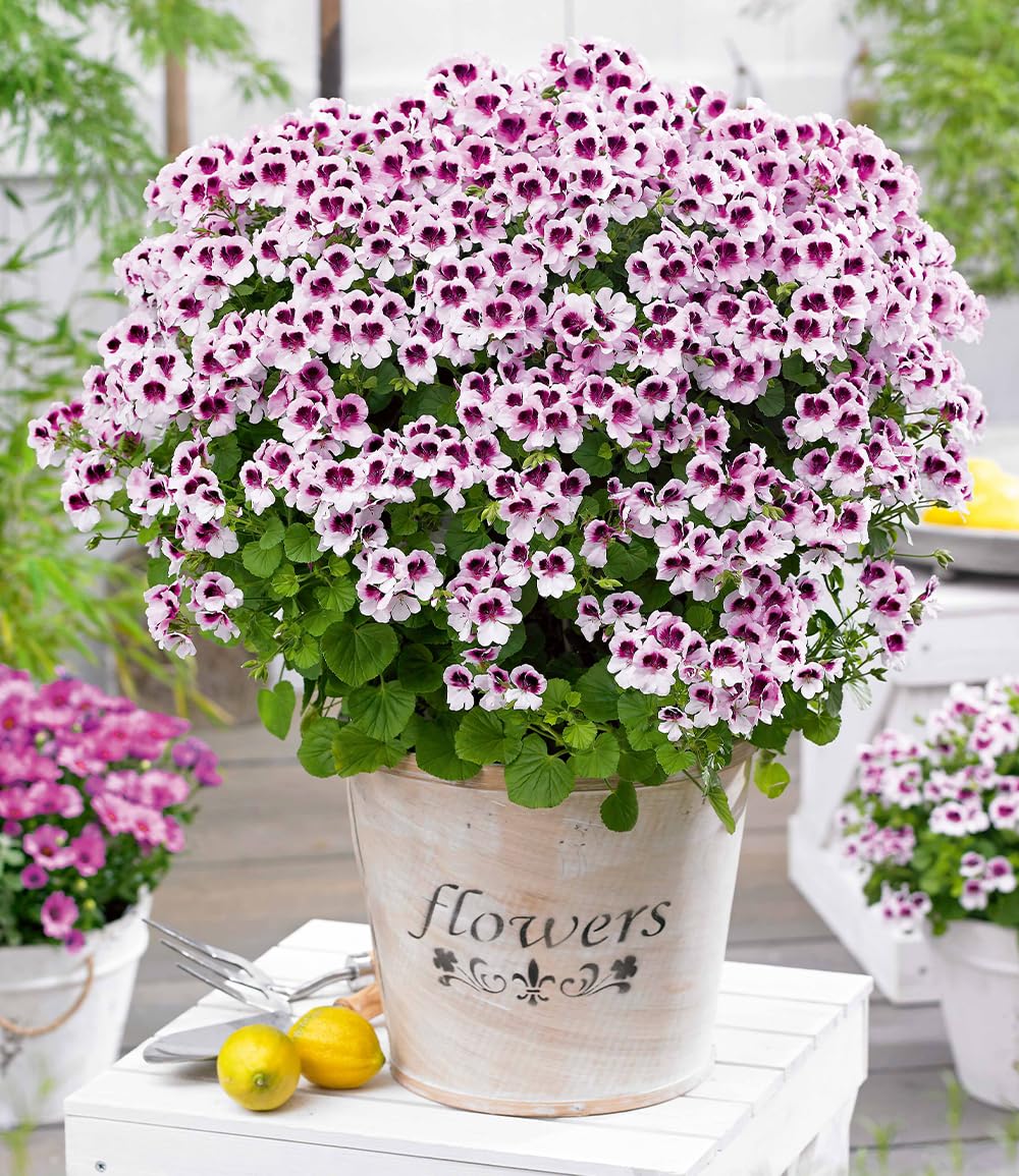 baldur-garten-3x-duft-geranie-mosquitaway-lizzy-im-10-5-cm-topf image 1