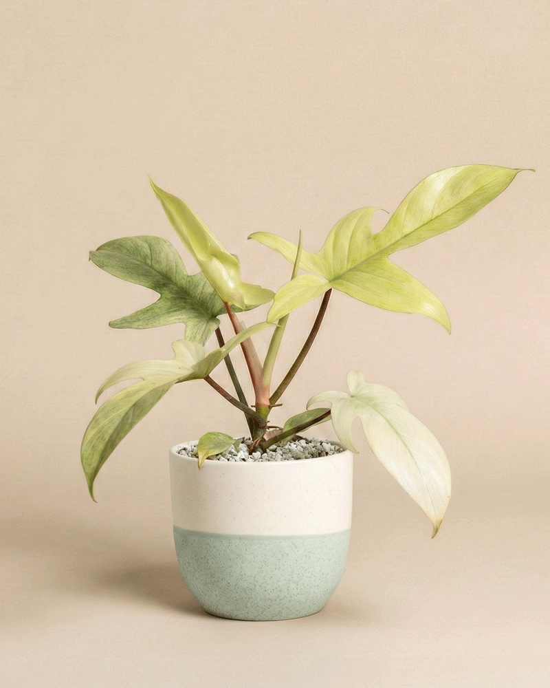feey-philodendron-florida-ghost-zimmerpflanze-rarit-t image 4