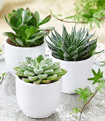 baldur-garten-3er-sukkulenten-mix-im-6-cm-topf image 5