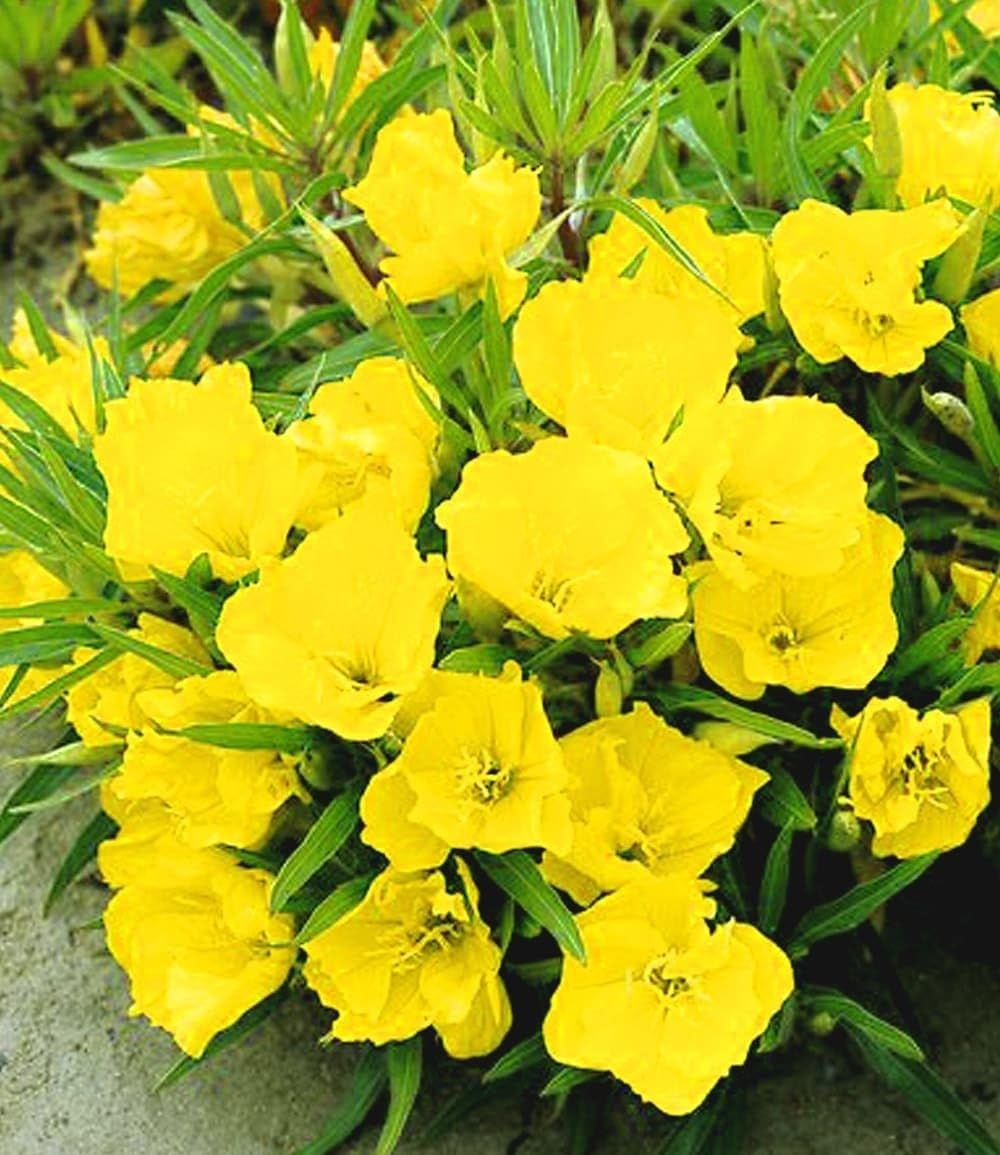 baldur-garten-3x-nachtkerze-duftende-winterharte-staude-im-9x9-cm-topf image 1