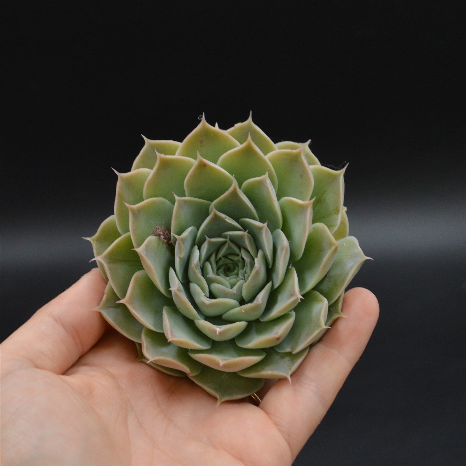 pasiora-echeveria-hyalina-la-paz-steckling-rarit-t image 1