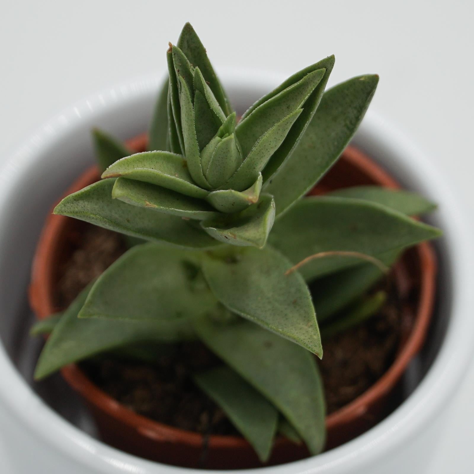pasiora-crassula-capitella-sharktooth-sukkulente-5-5cm image 3