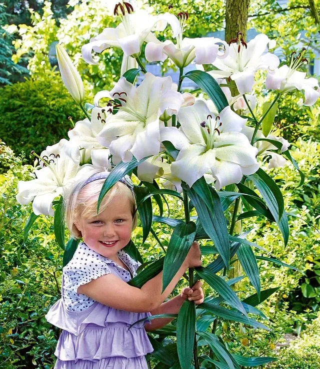 baldur-garten-3x-tree-lily-pretty-woman-zwiebel-16-18-cm image 1