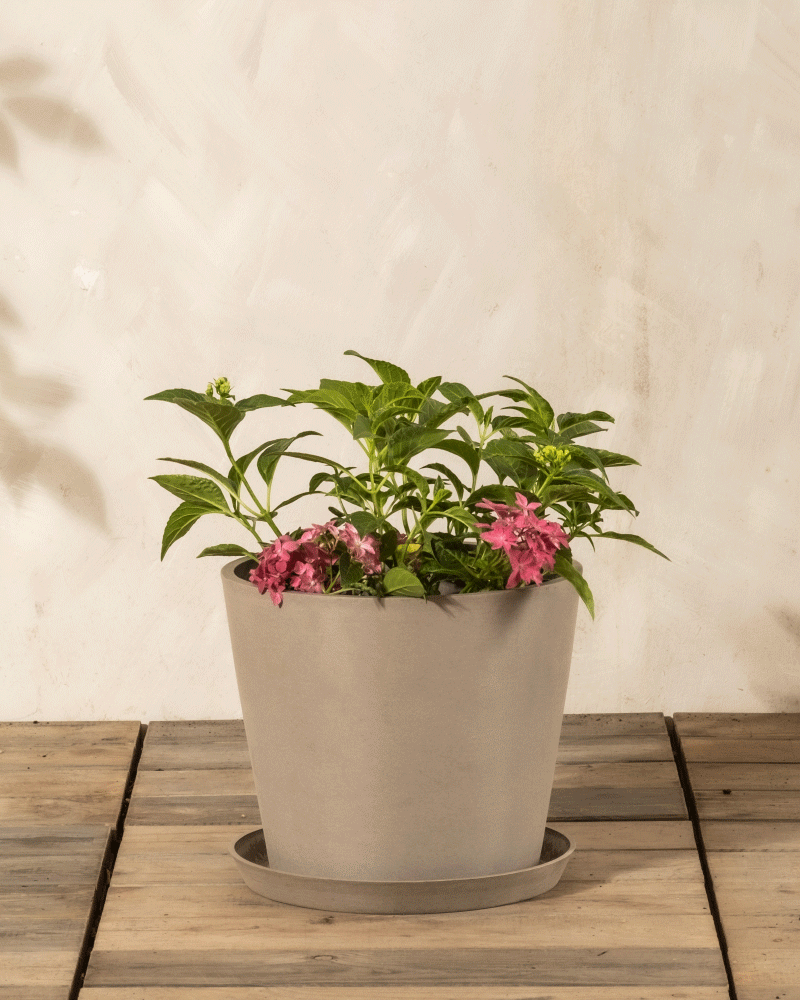 feey-rosa-hortensie-bl-hstrauch-1-2-m image 4