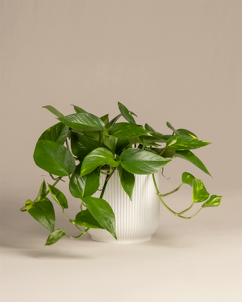 feey-gro-e-efeutute-epipremnum-aureum-h-ngepflanze image 7