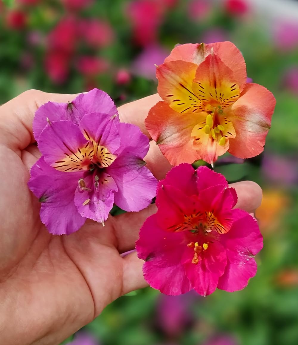 baldur-garten-winterharte-alstroemeria-incalys-3-pflanzen image 2