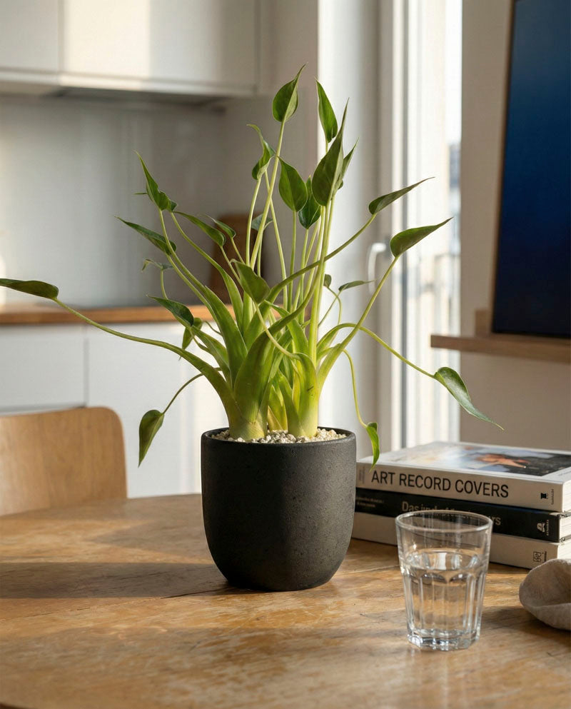 feey-alocasia-tiny-dancer-pfeilblatt-hydro-klein image 2